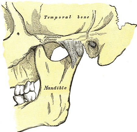 Medical illustration of Temporo-Mandibular Joint